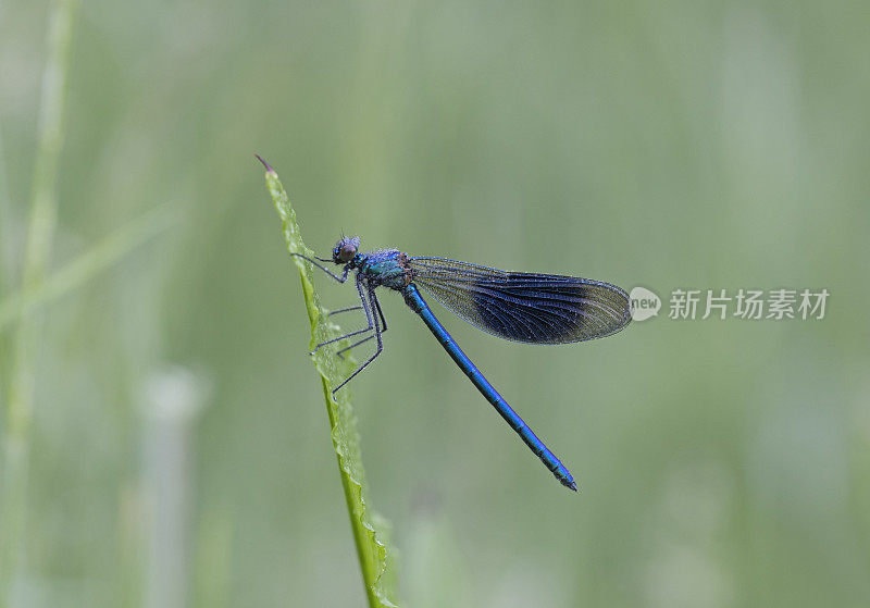 条纹Demoiselle Damselfly Calopteryx一串红